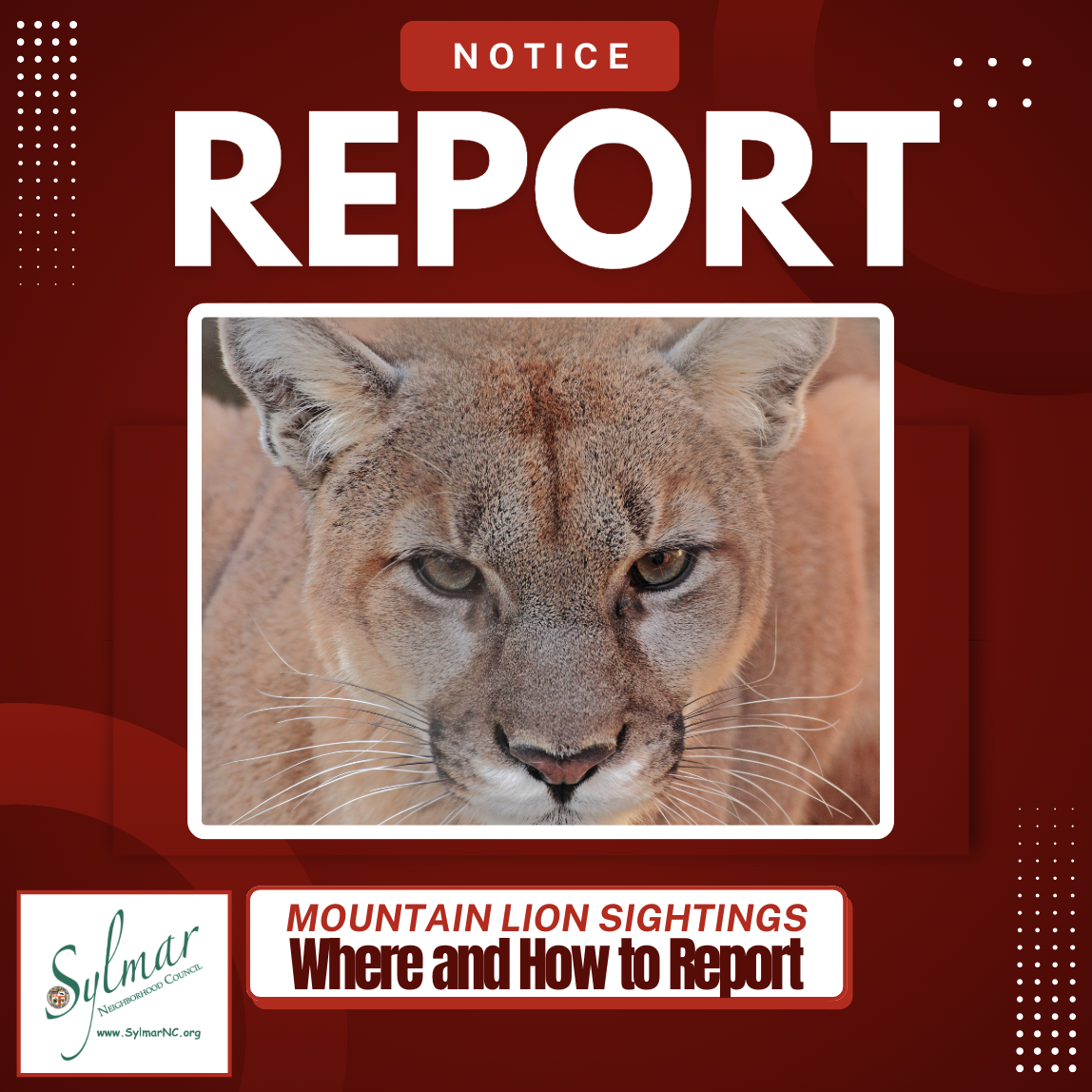 Mountain Lions - Where and How to Report