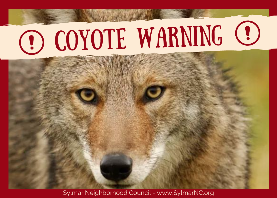 Coyote Mating Season • Coyote Warning!