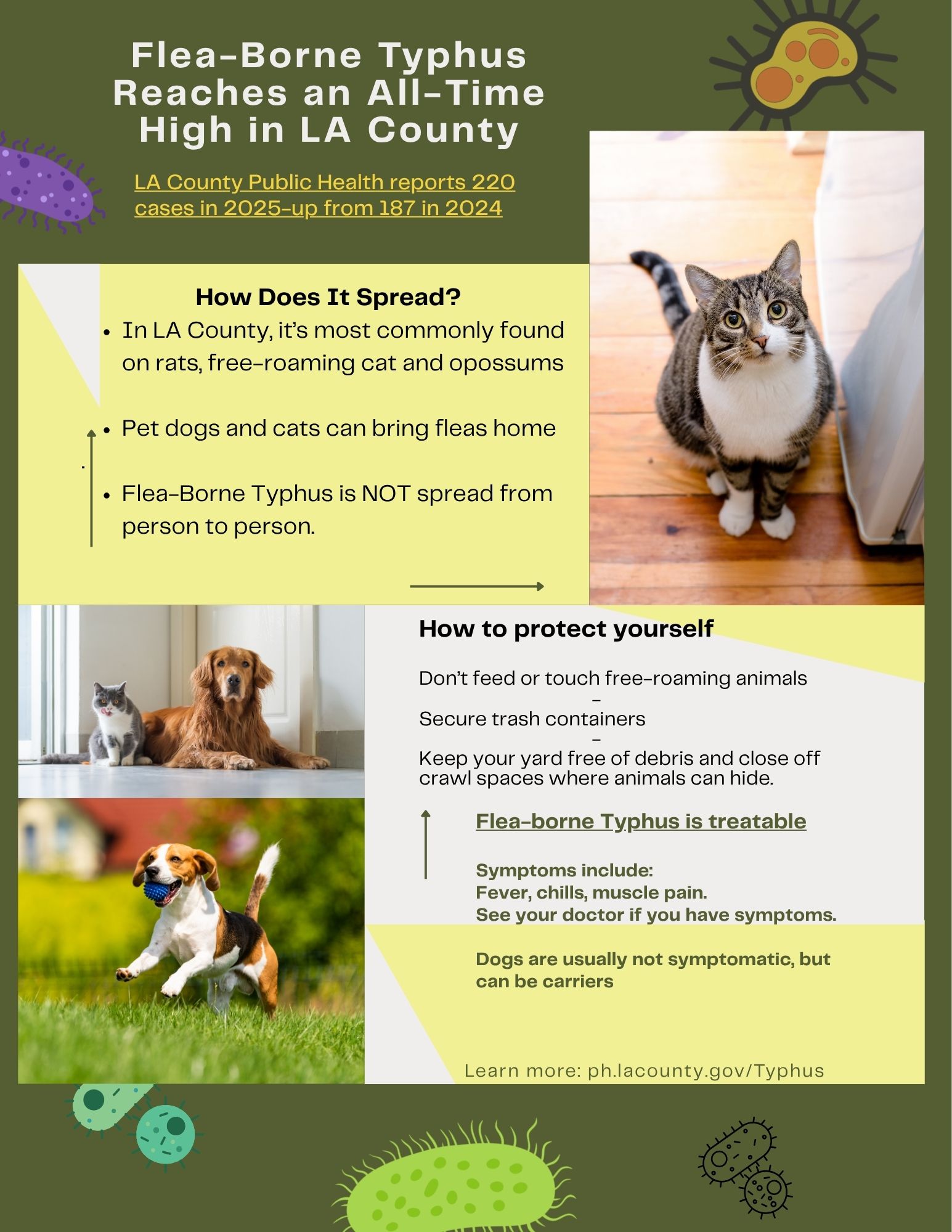 Flea-Borne Typhus reaches an All-Time High in Los Angeles