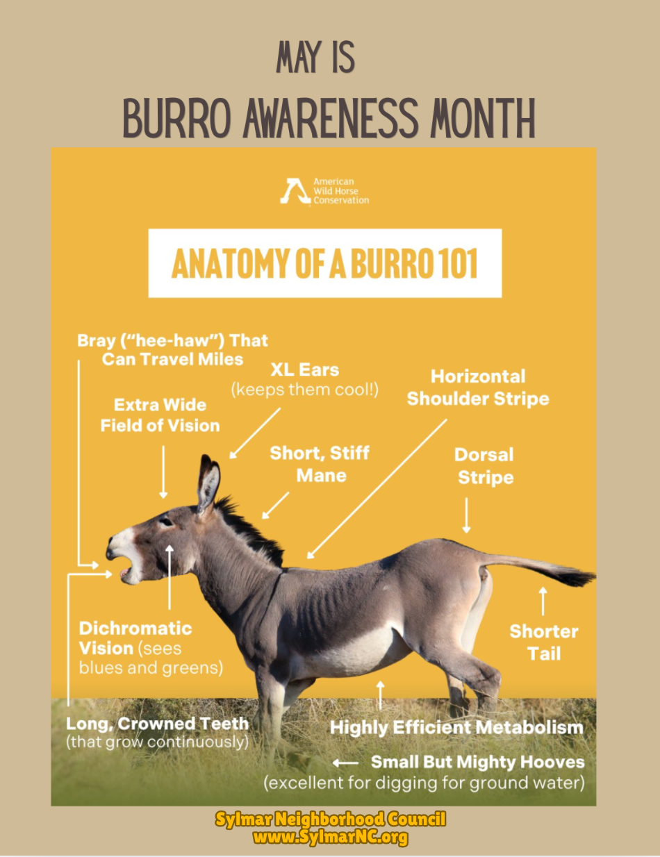 May is Burro Awareness Month