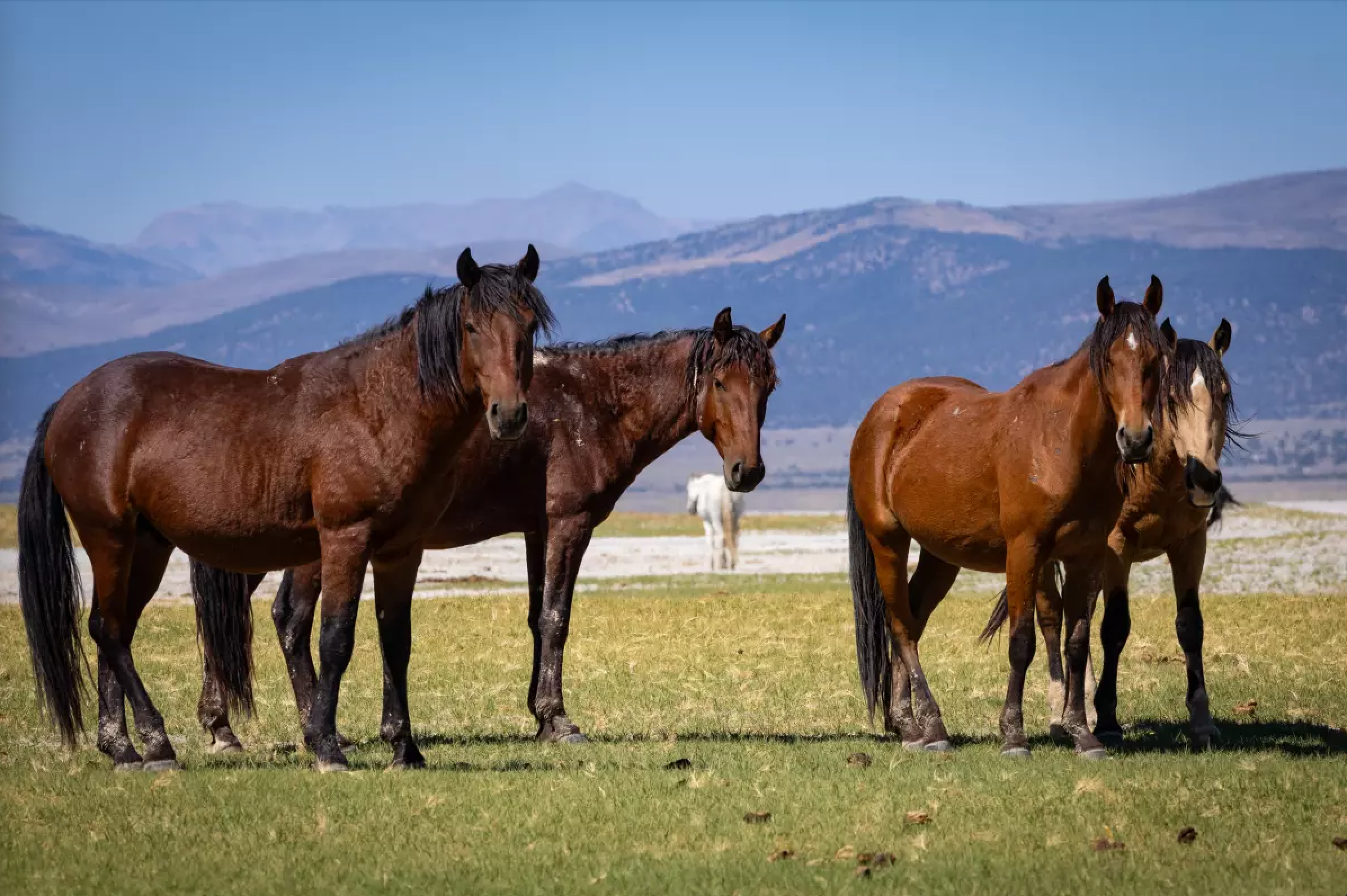 450 wild horses face a roundup in Eastern Sierra as feds proceed with contested plan