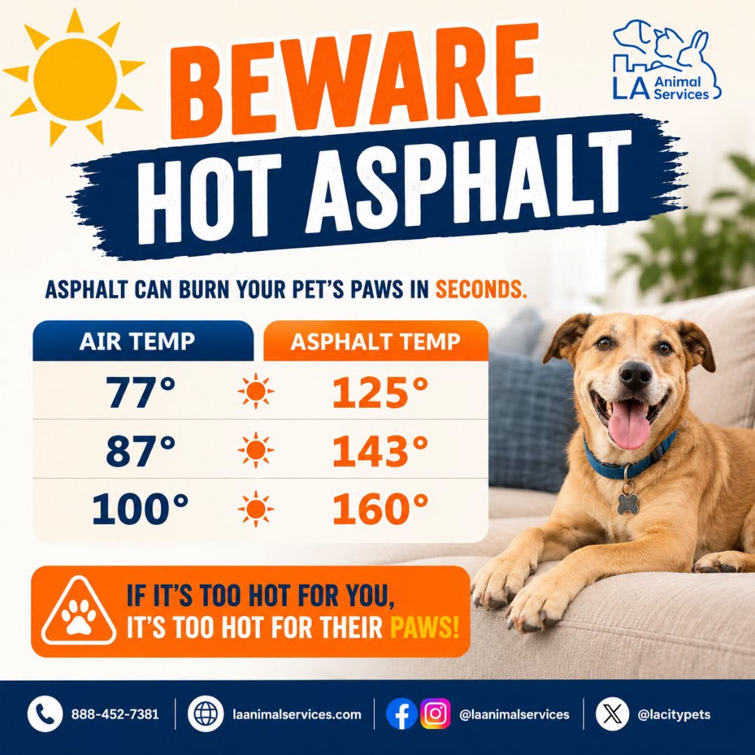 BEWARE! Hot Asphalt!!