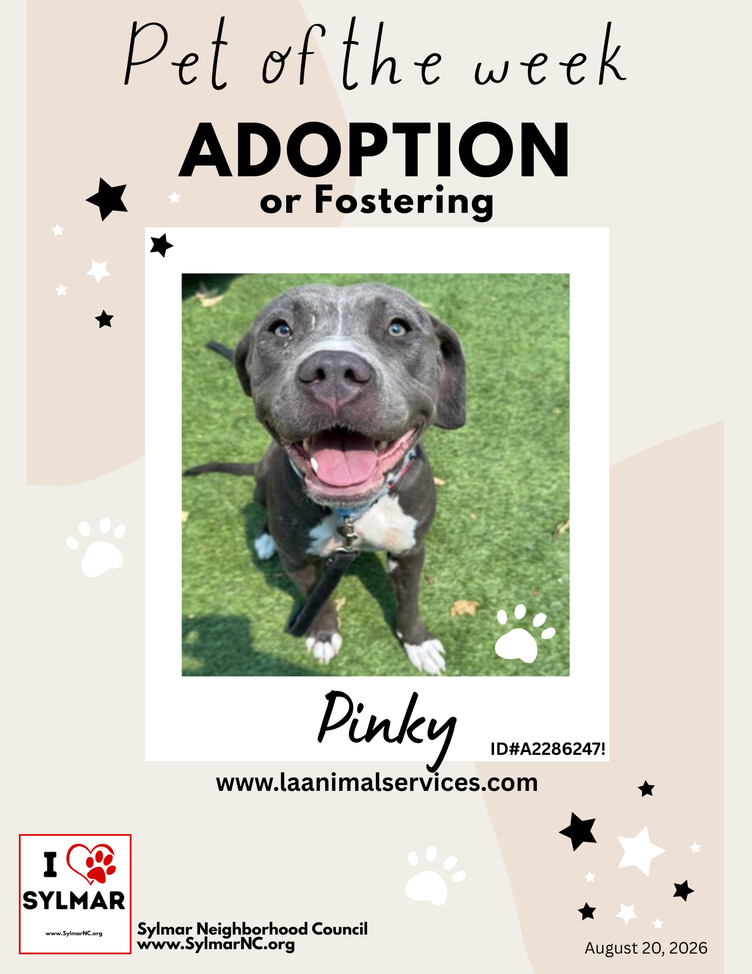 Meet Pinky! Pet of the Week for Adoption/Foster
